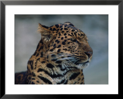Close-Up Of Leopard by Elizabeth Delaney Pricing Limited Edition Print image