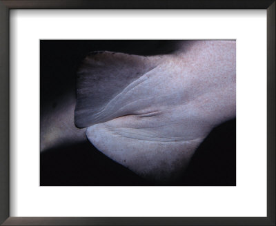 Sand Tiger Shark, Female, Australia by Gerard Soury Pricing Limited Edition Print image