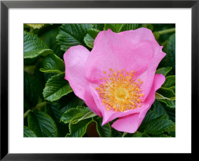 Rosa Frau Dogmar Hastrup (Rugosa Rose), Close-Up Of Pink Flower by Susie Mccaffrey Pricing Limited Edition Print image