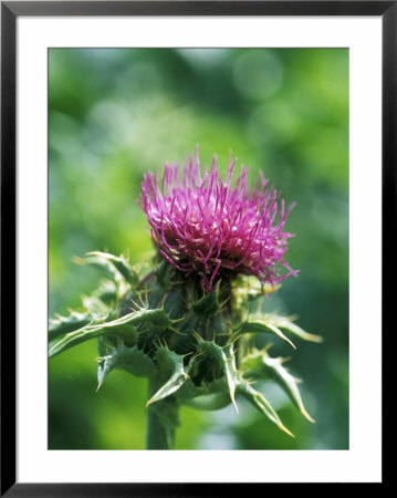 Silybum Marianum (Holy Thistle) by Ruth Brown Pricing Limited Edition Print image
