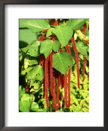 Cats Tail, Siusiu Pusi, Samoa by Scott Winer Pricing Limited Edition Print image