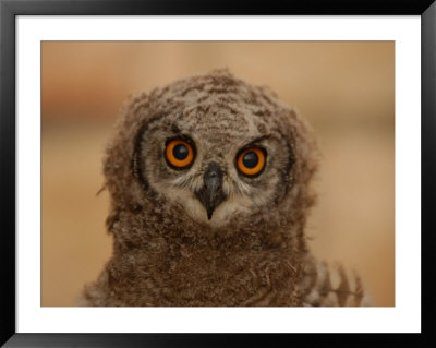 Owls, South Africa by Keith Levit Pricing Limited Edition Print image