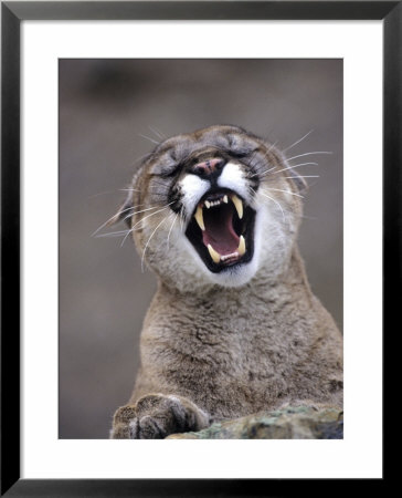 Mountain Lion, Portrait Of Snarling Adult by Daniel Cox Pricing Limited Edition Print image