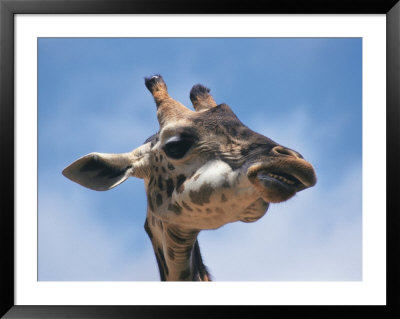 Masai Giraffe Chewing by Michele Burgess Pricing Limited Edition Print image