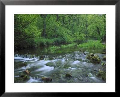 Lathkill Dale, River Lathkill Through Deciduous Woodland, Peak District National Park, Uk by Mark Hamblin Pricing Limited Edition Print image
