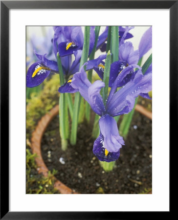 Iris Reticulata Harmony In Pot With Moss Surround February by Andrew Lord Pricing Limited Edition Print image