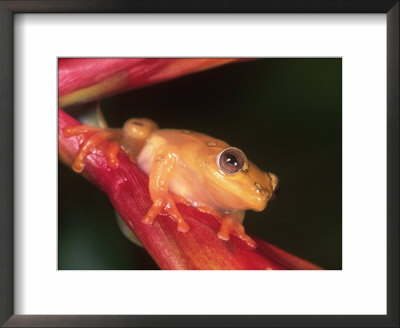 Coastal Reed Frog On Branch, Tanzania by Marian Bacon Pricing Limited Edition Print image