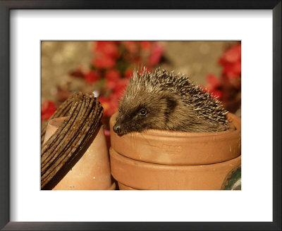 Hedgehog, Sat In Clay Flower Pot, Uk by Mark Hamblin Pricing Limited Edition Print image