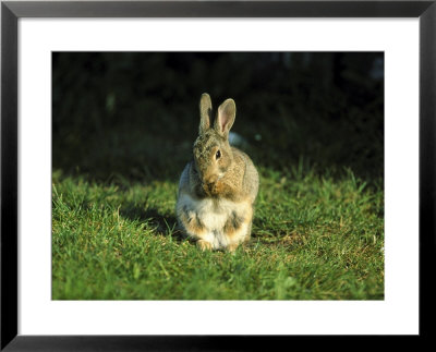 Rabbitoryctolagus Cuniculuswashing Face With Paws by Mark Hamblin Pricing Limited Edition Print image
