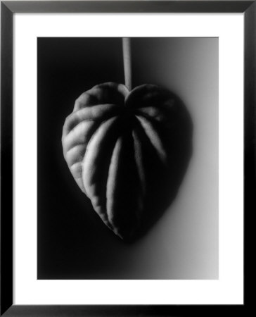 Single Leaf by Joseph Hancock Pricing Limited Edition Print image