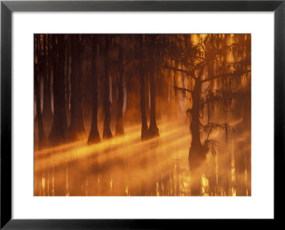 Cypress Trees In Foggy Sunrise, George Smith State Park, Georgia, Usa by Joanne Wells Pricing Limited Edition Print image