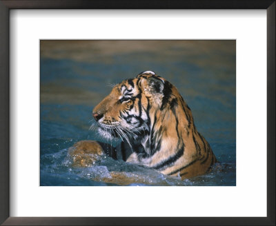 Tiger Swimming by Mark Newman Pricing Limited Edition Print image