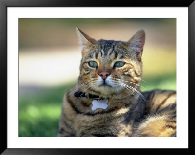Domestic Cat Outdoors by Pam Ostrow Pricing Limited Edition Print image