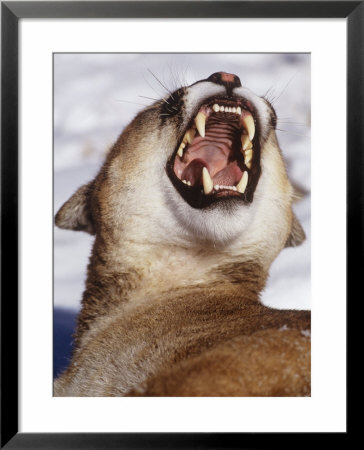Mountain Lion, Portrait Of Snarling Lion by Daniel Cox Pricing Limited Edition Print image