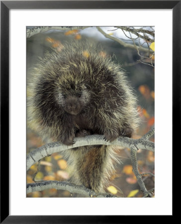 Porcupine In Aspen Tree In Autumn by Daniel Cox Pricing Limited Edition Print image