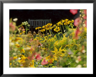 Hot Summer Border With Penstemon Rudbeckia, Solidago, Bench In Background by Noel Kavanagh Pricing Limited Edition Print image
