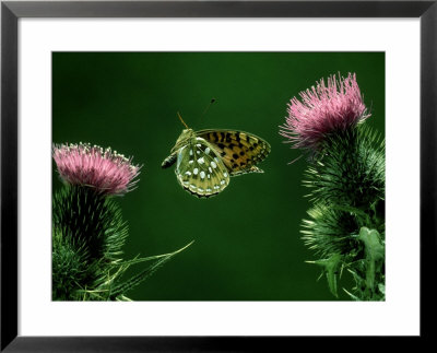 Dark-Green Fritillary, Flying Towards Thistle by Alastair Shay Pricing Limited Edition Print image