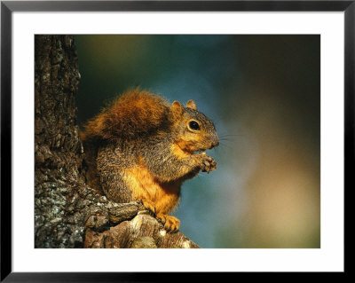 Mexican Ground Squirrel, Laguna Atascosa Nwr, Tx by Harry Walker Pricing Limited Edition Print image