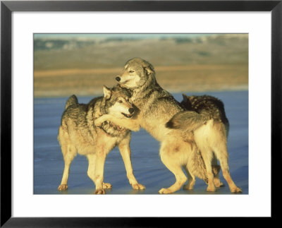 Grey Wolf, 2 Playing On Frozen Lake In Winter, Montana by Alan And Sandy Carey Pricing Limited Edition Print image