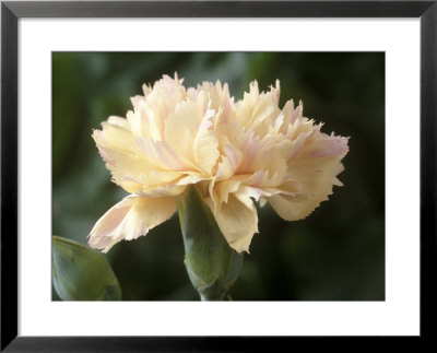 Dianthus, Devon Cream (Pink) by Chris Burrows Pricing Limited Edition Print image
