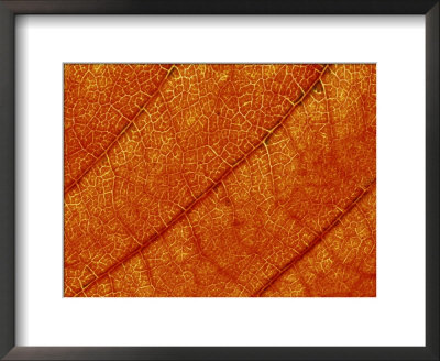 Extreme Close-Up Of Prunus Leaf, November by James Guilliam Pricing Limited Edition Print image