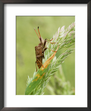 Brown Sheild Bug On Grass Seed-Head, Middlesex, Uk by Elliott Neep Pricing Limited Edition Print image