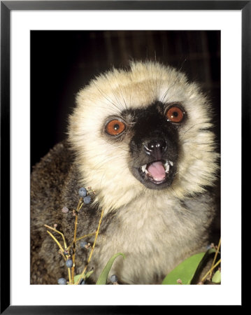 White-Fronted Lemur, Male Feeding by David Haring Pricing Limited Edition Print image