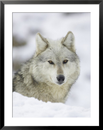 Wolf, Portrait Of Adult, Scotland by Mark Hamblin Pricing Limited Edition Print image