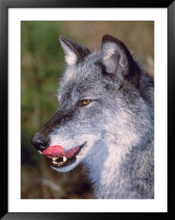 Close-Up Of A Gray Wolf With Tongue Extended by Lynn M. Stone Pricing Limited Edition Print image