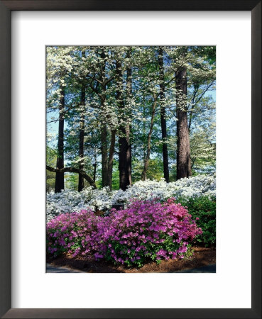 Norfolk Botanical Gardens, Va by Barry Winiker Pricing Limited Edition Print image