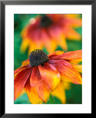 Rudbeckia Gloriosa Daisies, Close-Up Of Flower Head by Lynn Keddie Pricing Limited Edition Print image