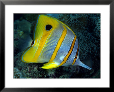 Beaked Butterflyfish, Australia by David B. Fleetham Pricing Limited Edition Print image