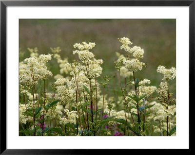 Meadowsweet, Orkeney Mainland by Iain Sarjeant Pricing Limited Edition Print image