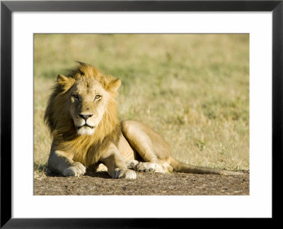 Lion, Male Kalahari Lion Resting, Botswana by Mike Powles Pricing Limited Edition Print image