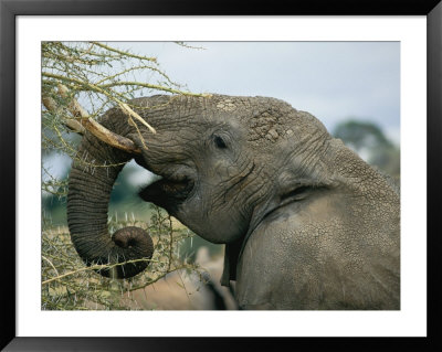 African Elephant Munches On A Thorn Bush by Roy Toft Pricing Limited Edition Print image