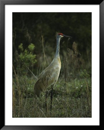 Sandhill Crane Stands Amid The Tall Grass Of A Marsh by Klaus Nigge Pricing Limited Edition Print image