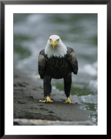 American Bald Eagle Stands On The Shoreline by Tom Murphy Pricing Limited Edition Print image