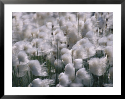 Arctic Wild Flowers Blowing In The Wind by Paul Nicklen Pricing Limited Edition Print image