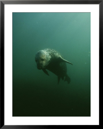 An Underwater Shot Of A Gray Seal, Halichoerus Gryphus, Swimming by Bill Curtsinger Pricing Limited Edition Print image