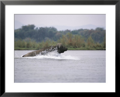 A Cape Buffalo Splashes Through Water by Beverly Joubert Pricing Limited Edition Print image