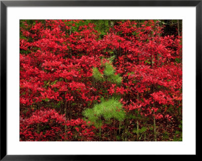 Black Gum Tree In Fall Colour On The Foothills Parkway, Tn by Willard Clay Pricing Limited Edition Print image