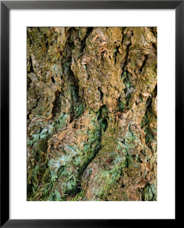 Pseudotsuga Menziesii (Douglas Fir) Close-Up Of Bark by Susie Mccaffrey Pricing Limited Edition Print image