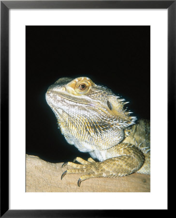 Bearded Dragon, Aquarium Animal by Stan Osolinski Pricing Limited Edition Print image
