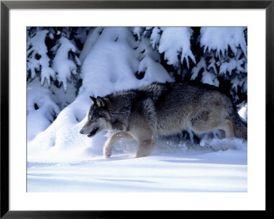 Gray Wolf Walking In The Snow by Lynn M. Stone Pricing Limited Edition Print image