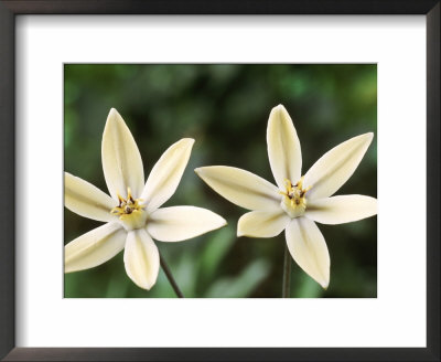 Triteleia Ixioides Starlight (Pretty Face) by Chris Burrows Pricing Limited Edition Print image