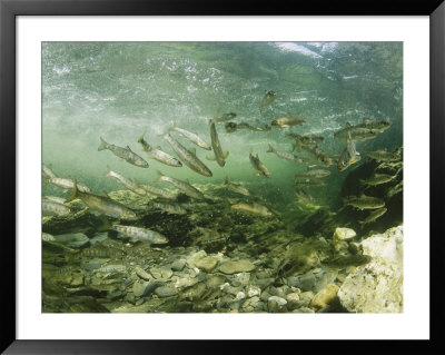 Wild Atlantic Salmon Make Their Way Upstream Through Clear Waters by Paul Nicklen Pricing Limited Edition Print image