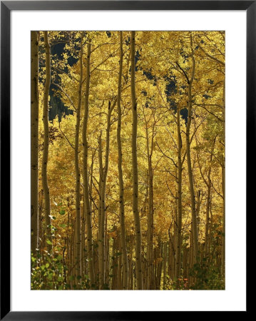 A Stand Of Autumn Colored Aspen Trees by Charles Kogod Pricing Limited Edition Print image