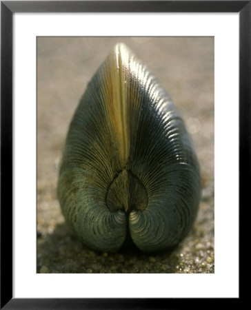 A Close View Of A Clam Set On Its Edge In Sand by Darlyne A. Murawski Pricing Limited Edition Print image