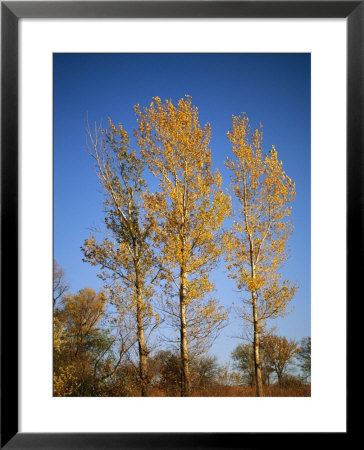 A Cottonwood Trees Displays Its Autumn Colors by Joel Sartore Pricing Limited Edition Print image