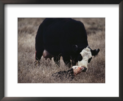 First Order Of The Day For A Newborn Calf Is A Wash By Its Mother by Farrell Grehan Pricing Limited Edition Print image